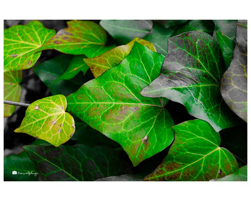 Veins of Nature.jpg
